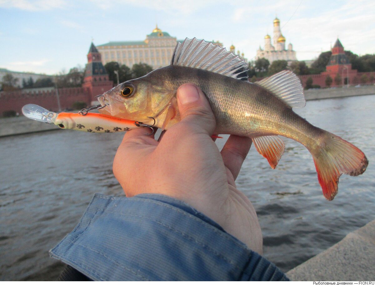 На что ловить рыбу в москва реке