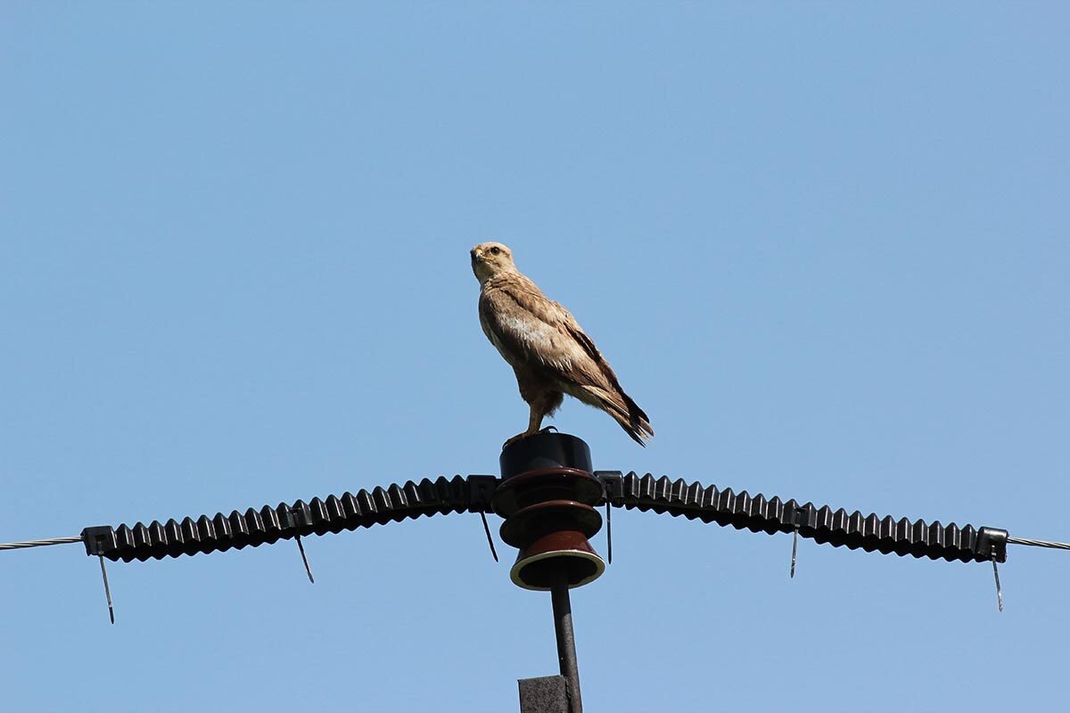 Птицезащитное устройство (источник: yandex.ru) 