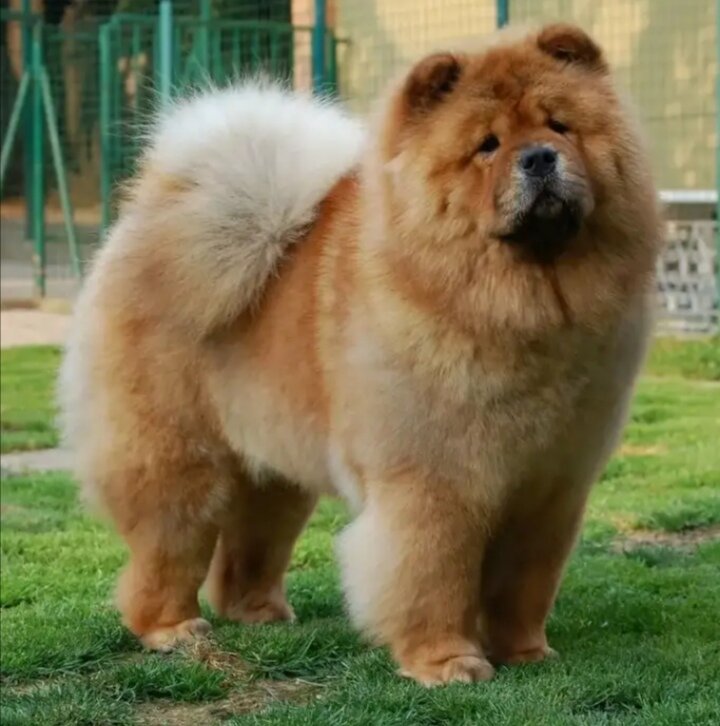 Происхождение - Китай