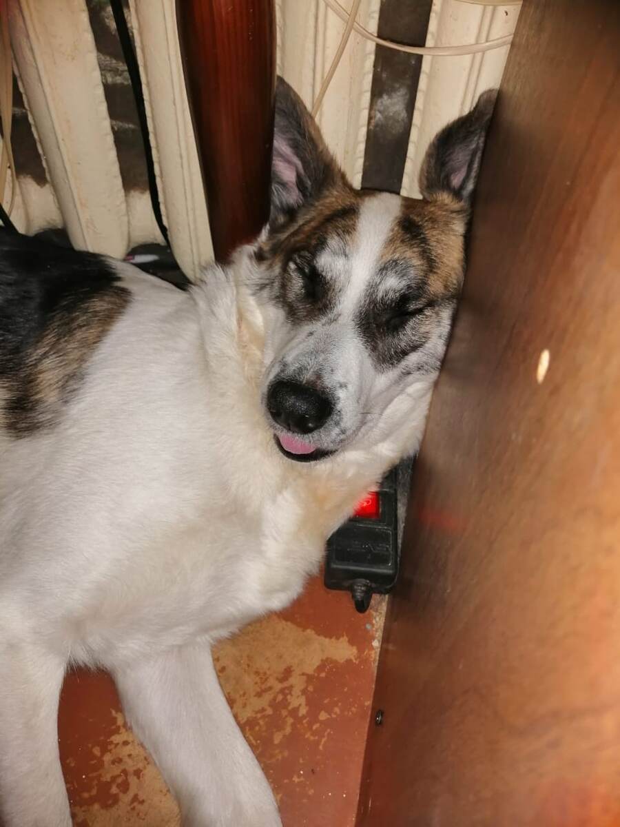 Спать Скарлетт может как кот - везде и в любой позе!