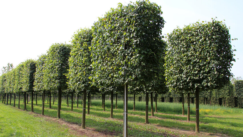 Сортовая особенность это  высокое побегообразование, благодаря стрижки и в результате чего можно получить различные формы. Липу подвязывают бамбуковыми палочками и тем самым задают ей нужное направление, а потом стригут по созданному "лекалу" несколько раз в сезон. 