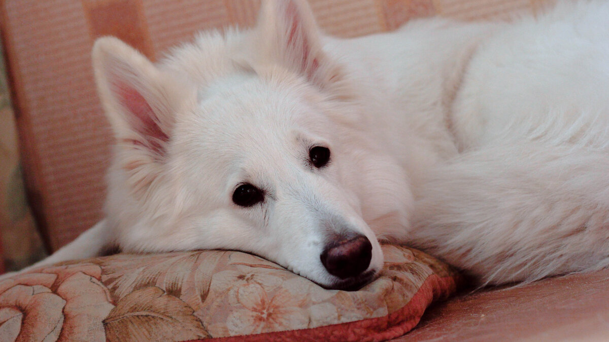 я даже отыскала фотку той самой обожаемой подушки!