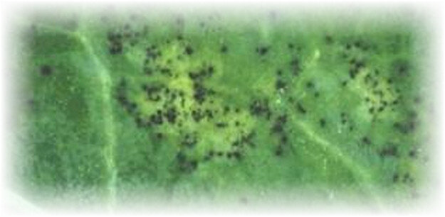 Первыми признаками болезни являются: