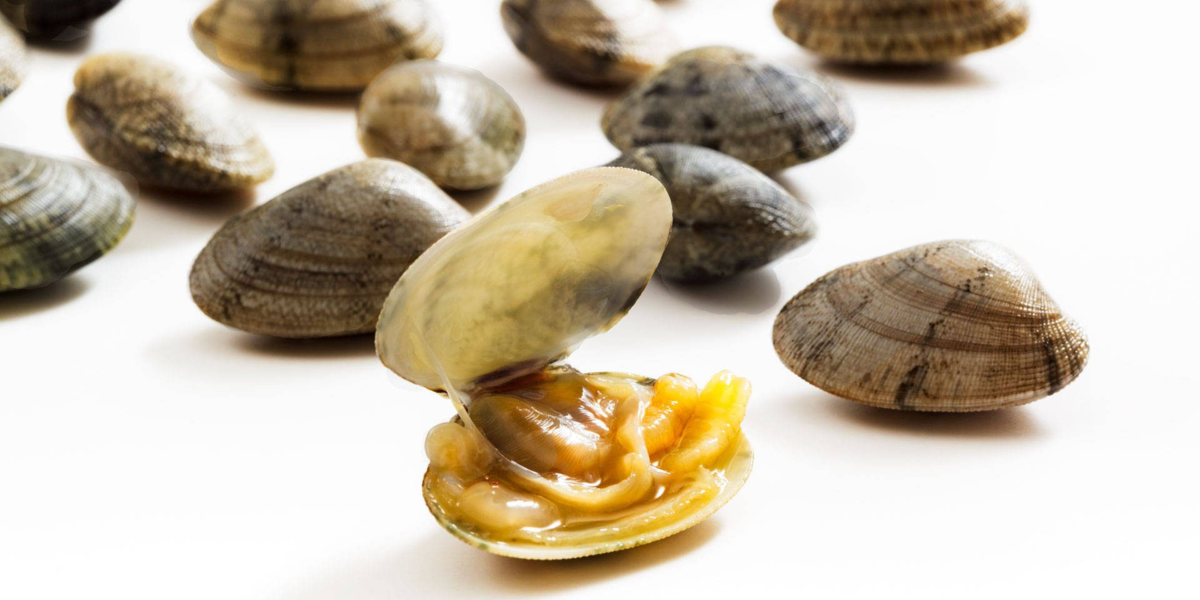 Вонголе. Источник: интернет. Чтобы посмотреть еще фото, листайте вправо