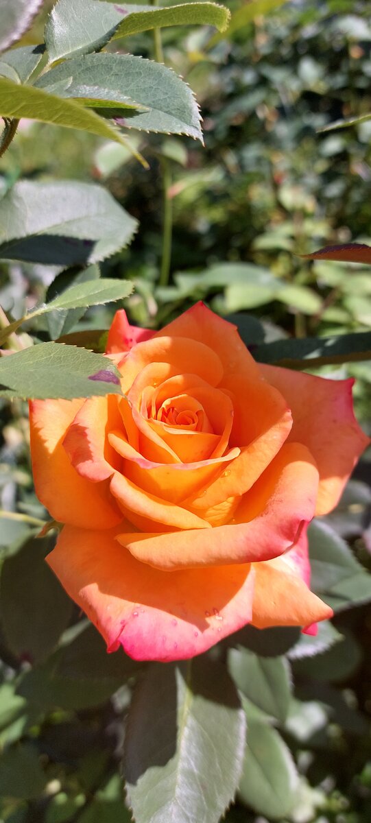 Конфетти. Флорибунда. 