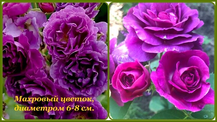 Роза «Минерва»