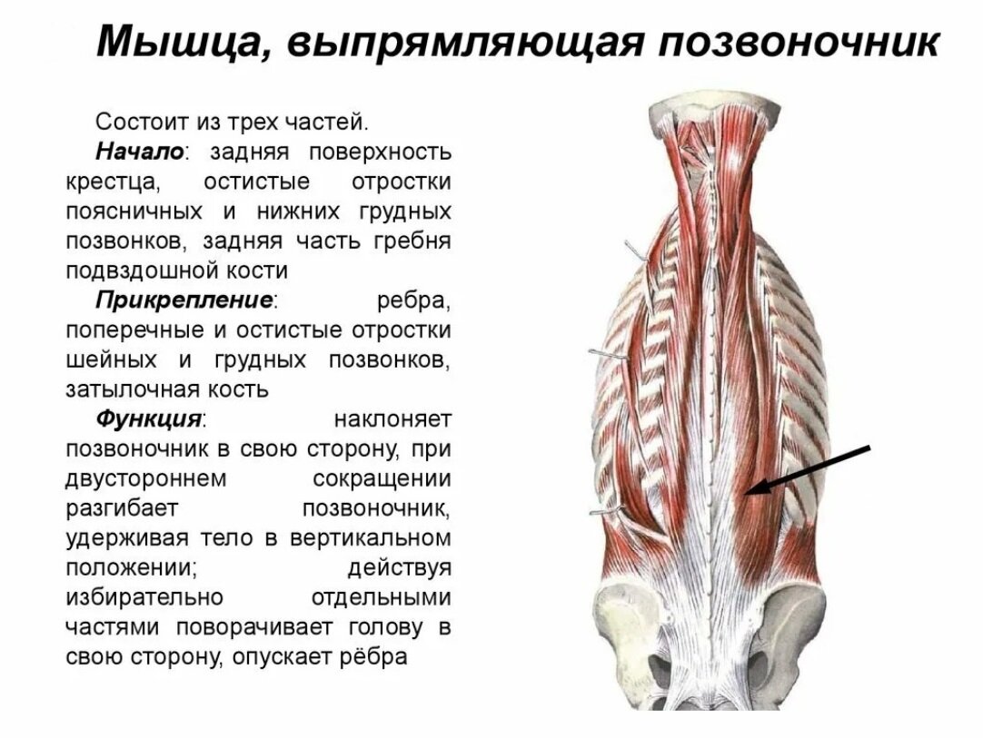 Прикрепления мышц. Мышца выпрямляющая позвоночник функции. Мышцы разгибатели позвоночника. Мышца выпрямляющая позвоночник начало. Мышца выпрямитель позвоночника.
