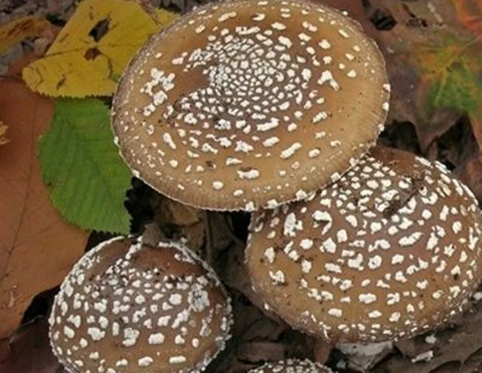 Фото Яндекс. Коллекции