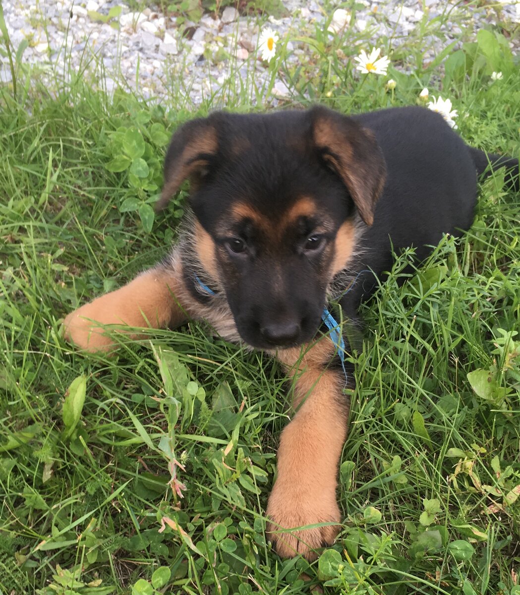 Вот такой комочек появился в нашем доме пару лет назад 
