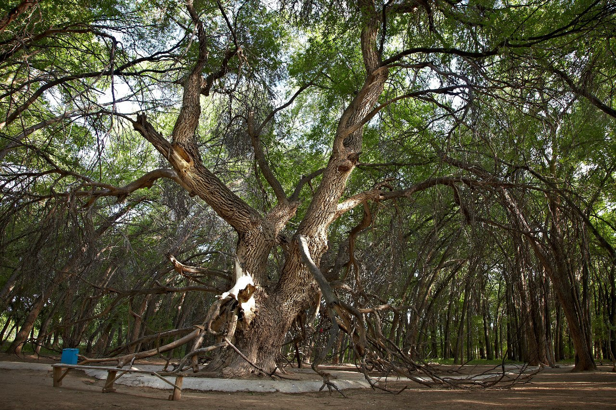 Какие деревья растут в китае фото и название