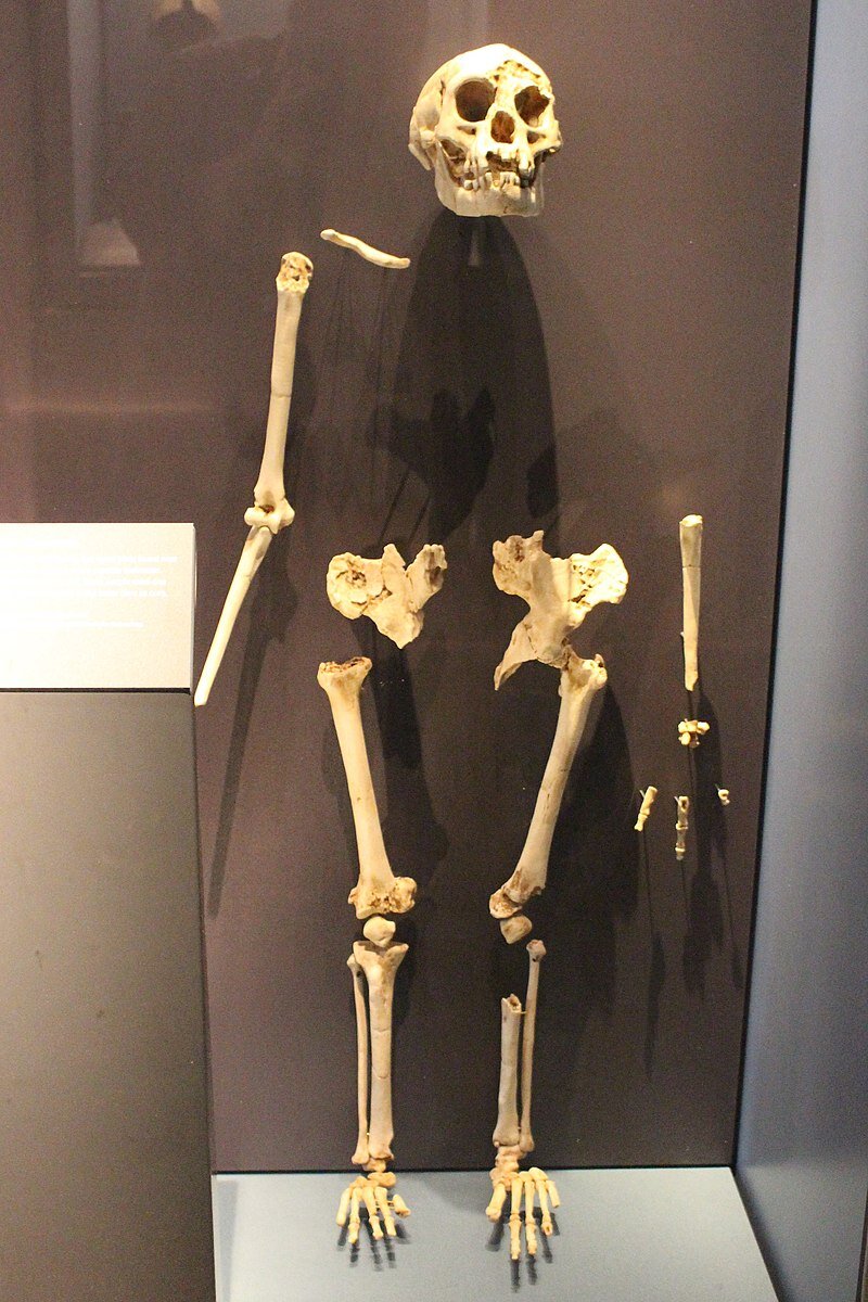 Фото скелета Homo floresiensis/Википедия