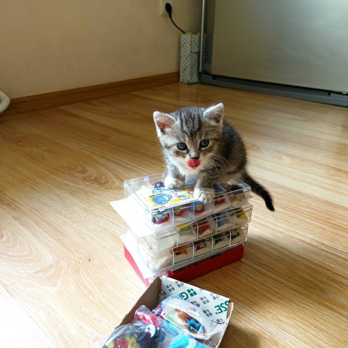 А это - мой новый друг - кошечка Мишель.