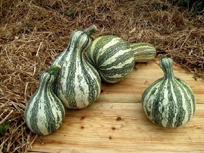 Фото Тыква сорт Cucurbita mixta.