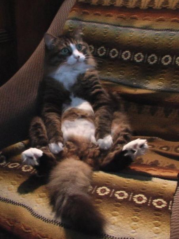 Мой первый котик Марселиньо 😸 Фото старое, плохого качества 