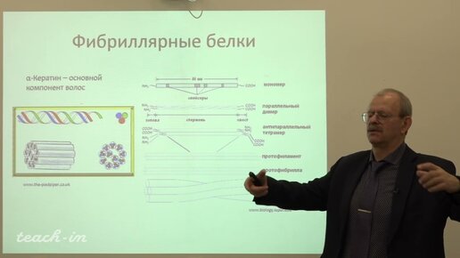 Гладилин А.К. - Введение в специальность - 20. Фибриллярные белки