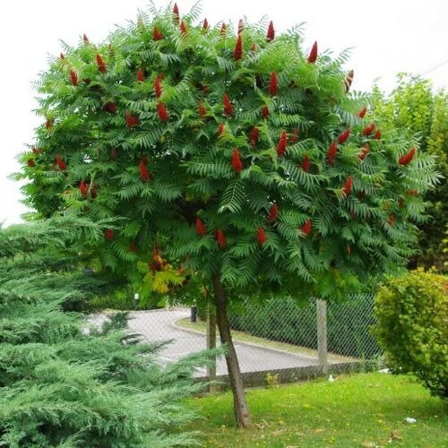 Фото из инета