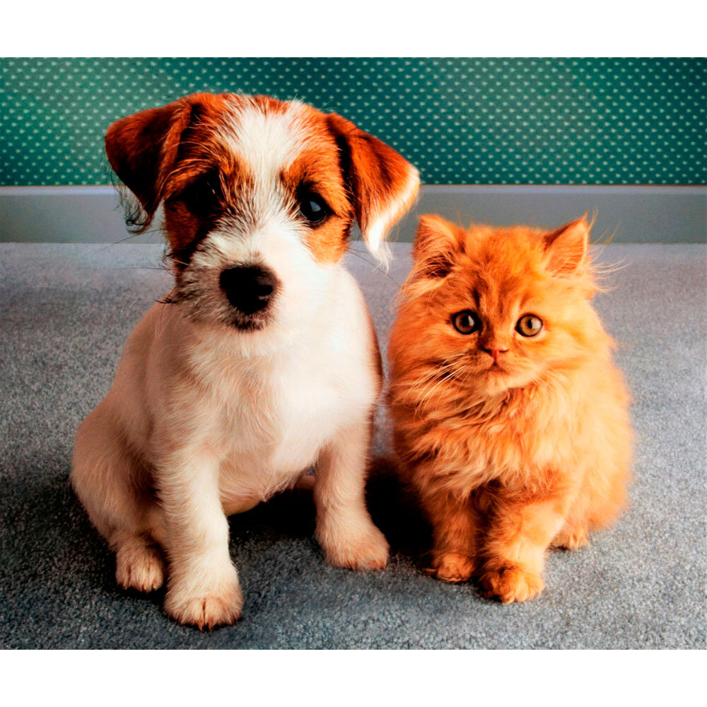 Приколы с собаками, смешные видео про животных, 