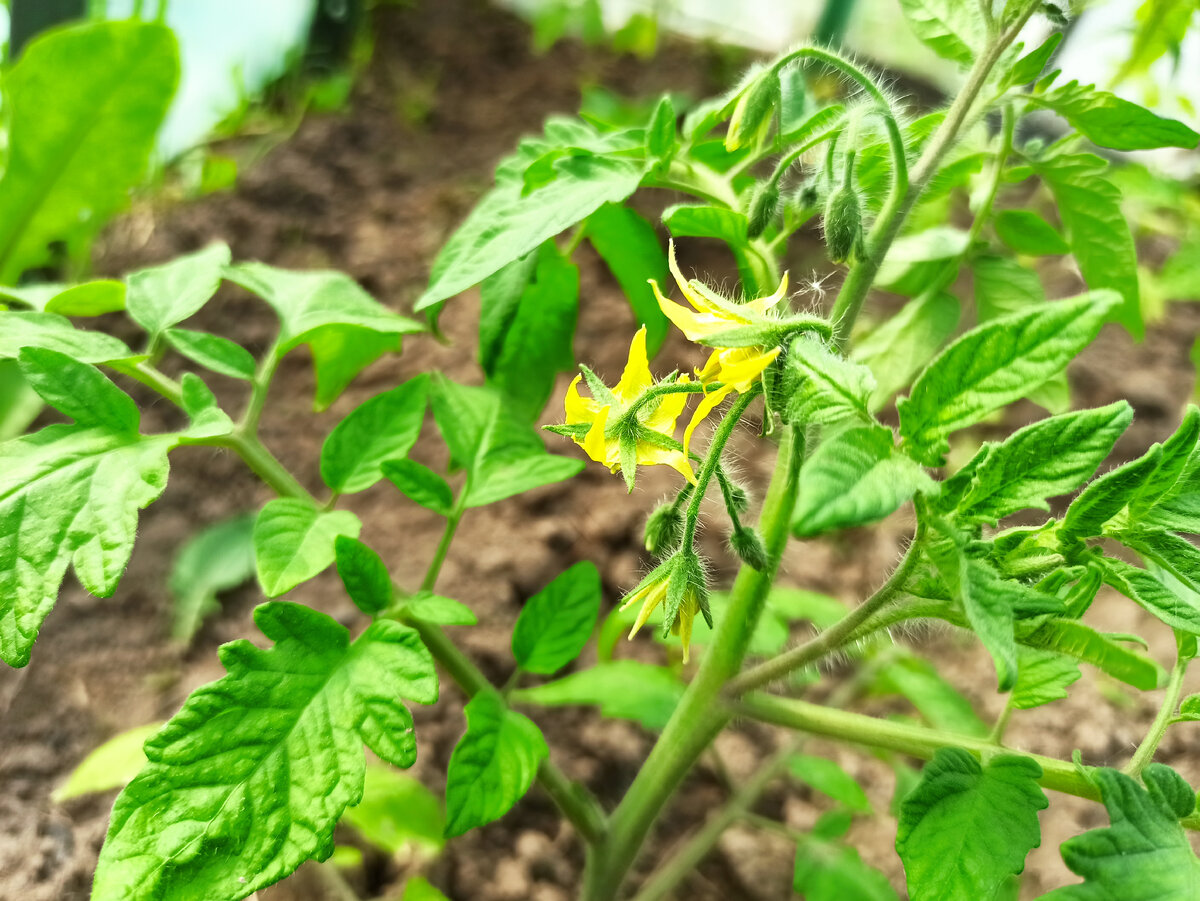 Фото автора. 