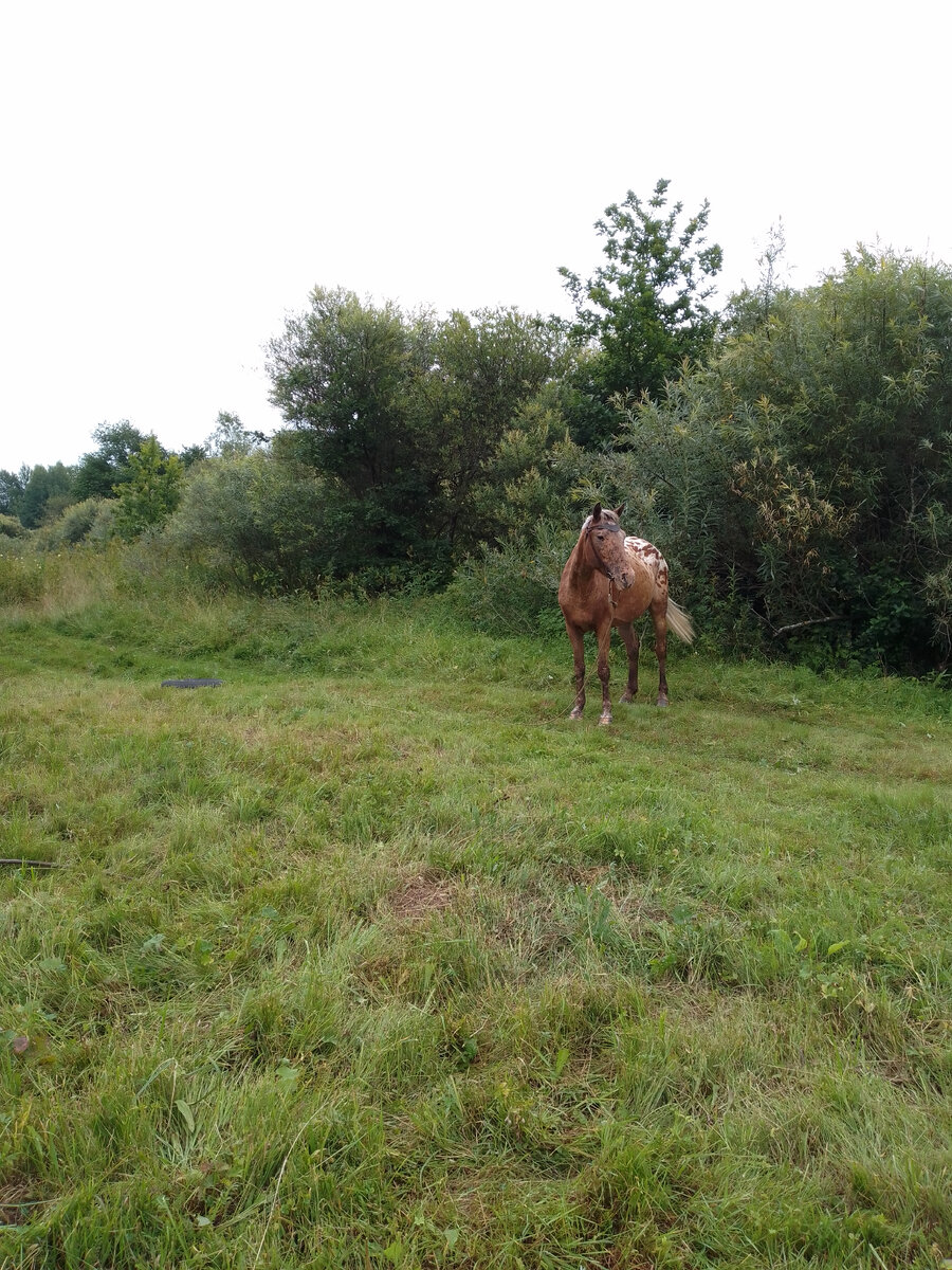 Лошадь пасется на привязи на дороге вдоль реки