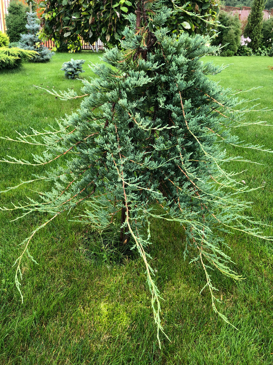 Можжевельник горизонтальный Вилтони