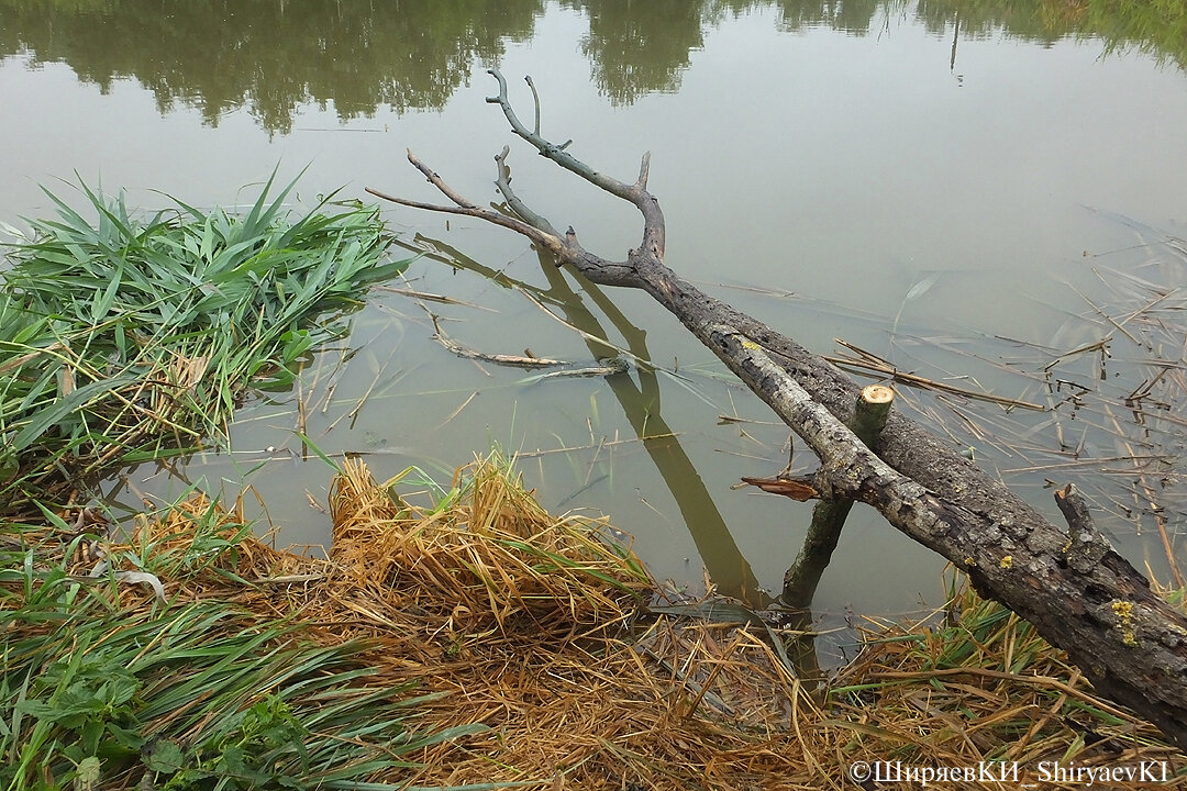 Если рядом с плавающей присадой из свежих стеблей тростника или рогоза поставить корягу, сушину, то выбор удачных снимков будет намного больше.