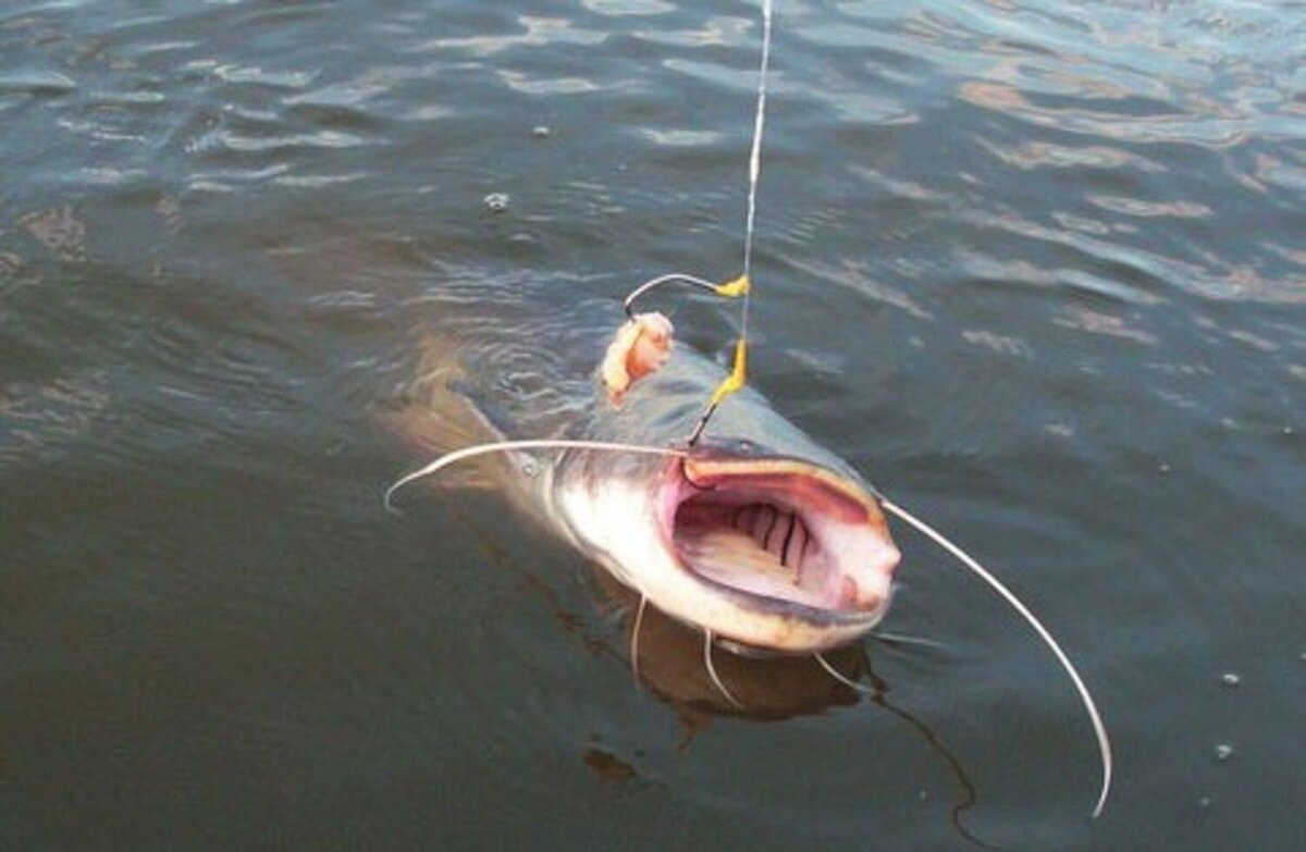 Фото с сайта: https://manrule.ru/images/article/orig/2020/10/na-chto-lovit-soma.jpg