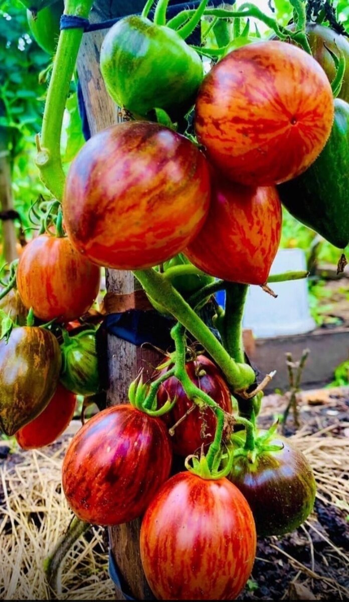 Гавгамель. Фото автора. 