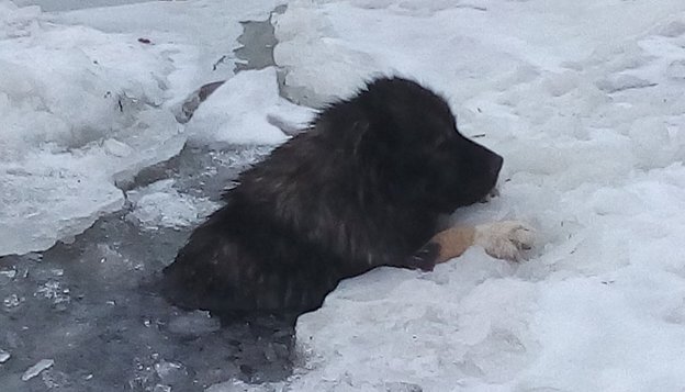 Собака в воде