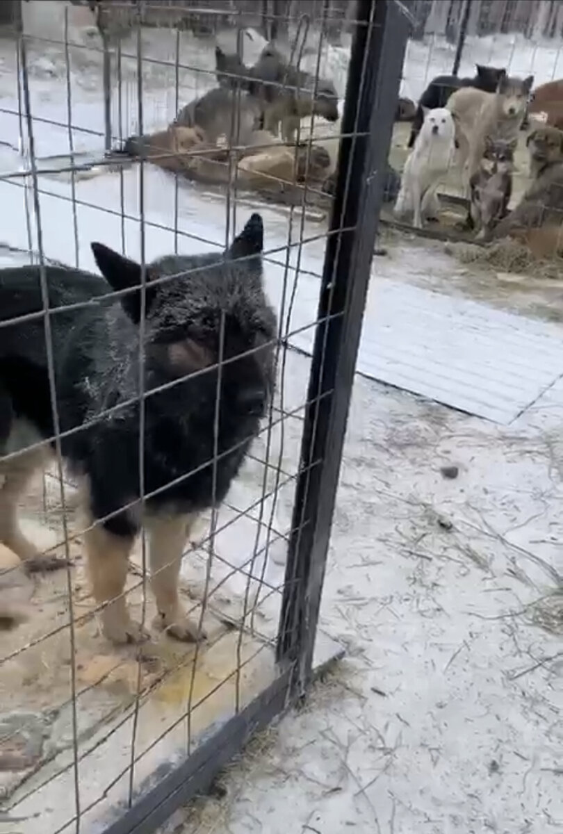 Якутск. Отлов 2022. 