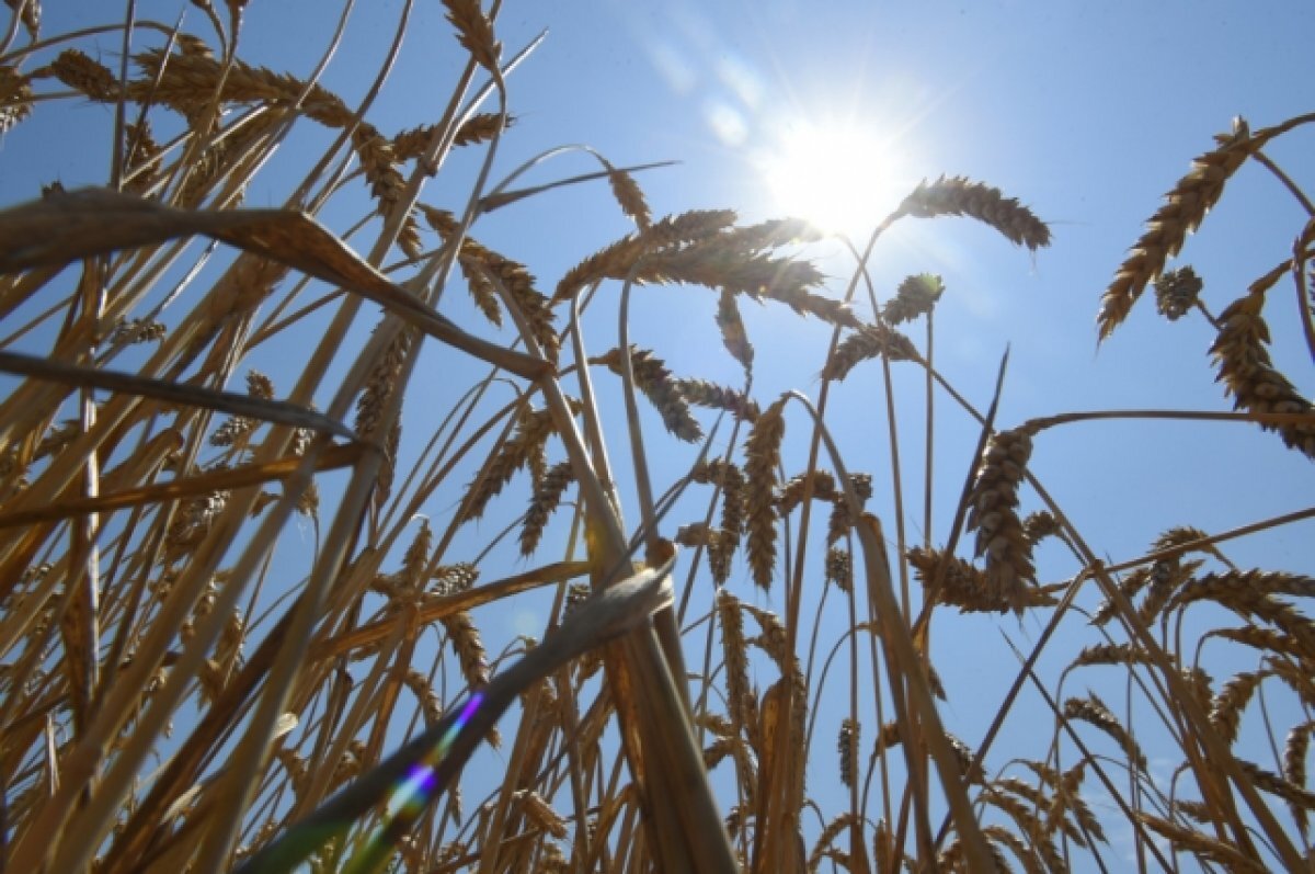    В двух районах Пензенской области начался сев озимых культур