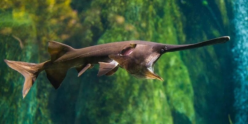 И кто сказал, что фермерство, это только про картошку и морковь с коровами!? Сегодня хотим вам рассказать о необычных фермерских хозяйствах:

1.-10