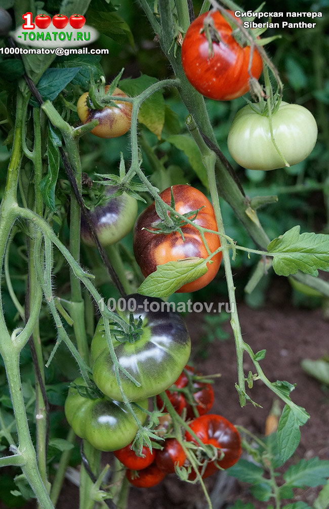пантера томат гавриш. томат пантера характеристика и описание. томат пантера f1. томат пинк трит f1 (enza zaden). томат черная пантера f1.