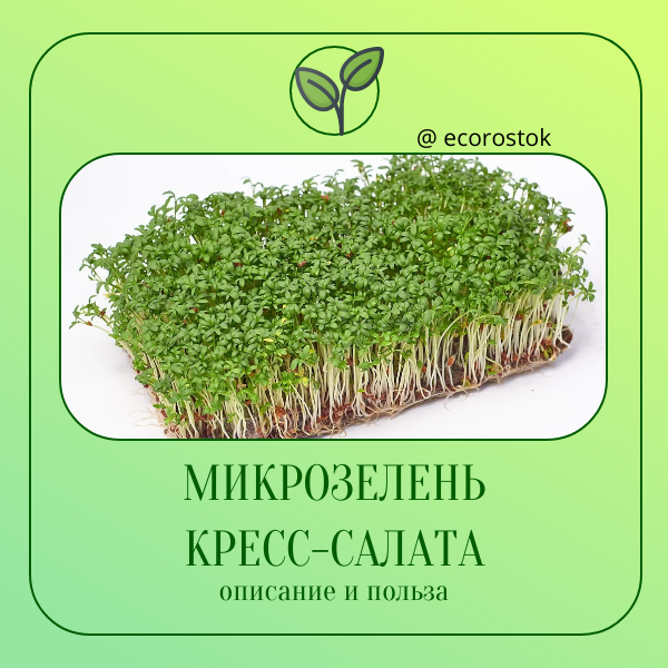 Микрозелень кресс-салата: заряд здоровья и вкуса!