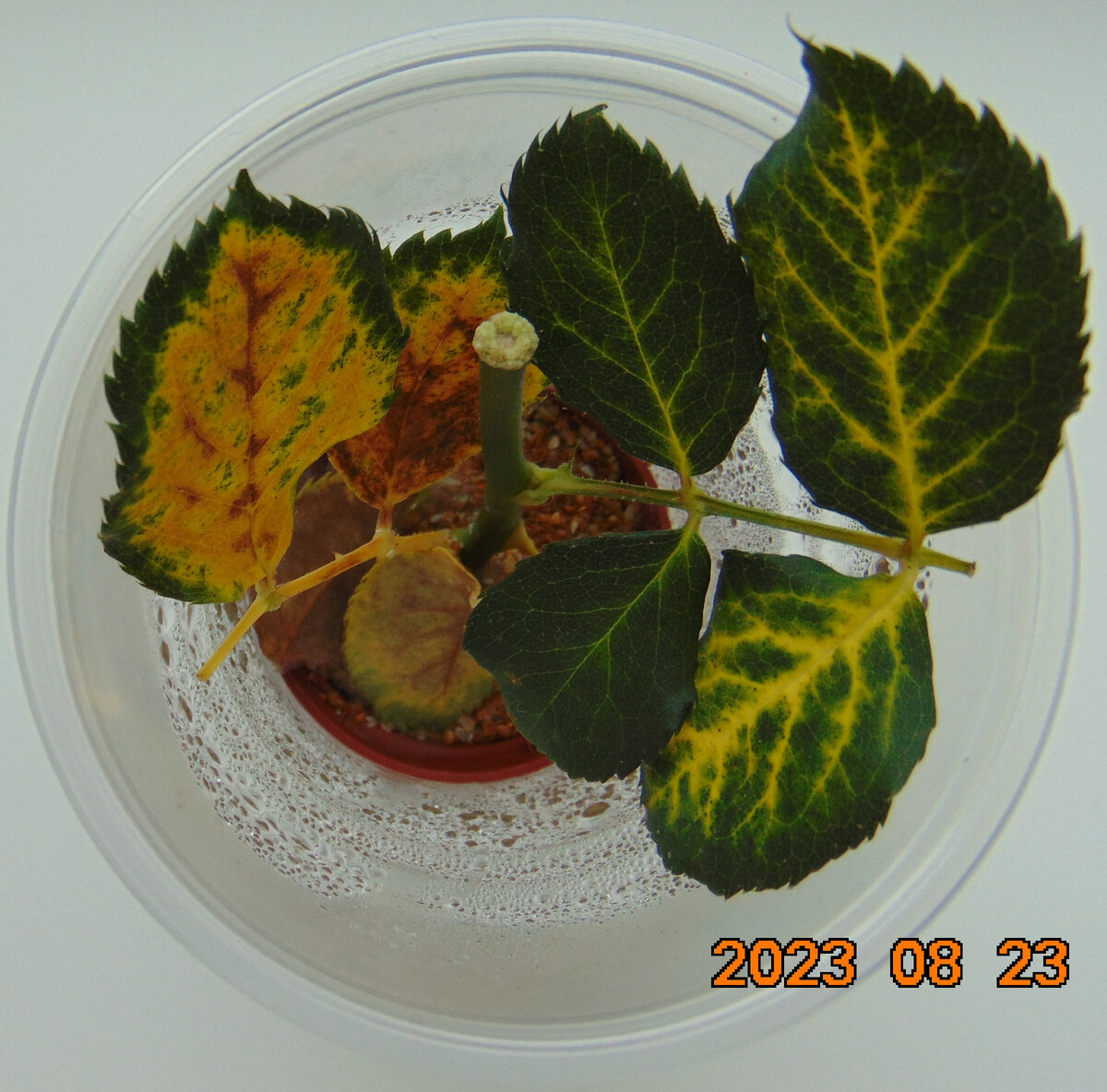 Первый черенок розы Гейша через месяц