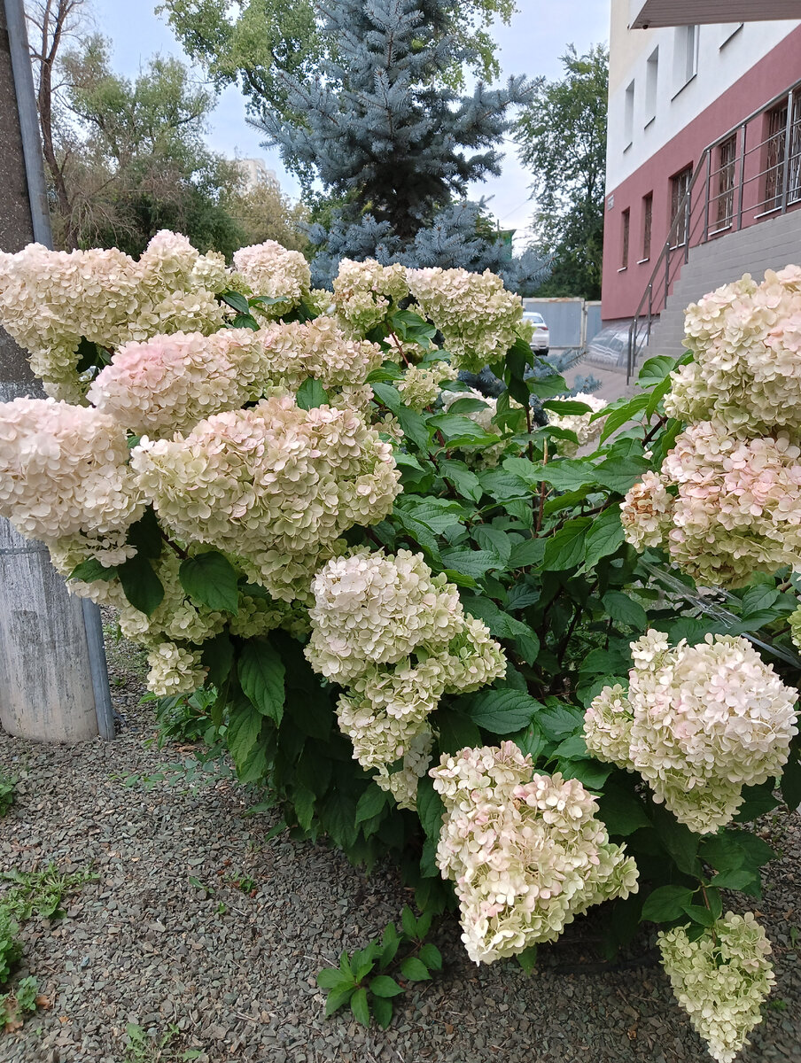 Прекрасная гортензия