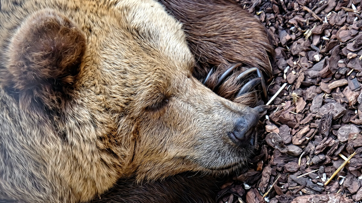 Фото Даниэле Левис Пелуси на Unsplash