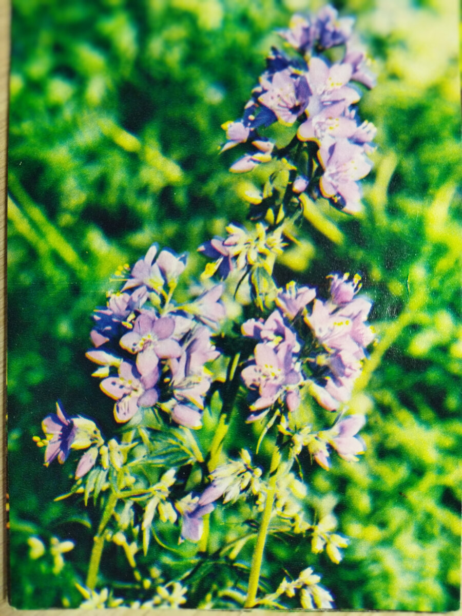 Синюха голубая