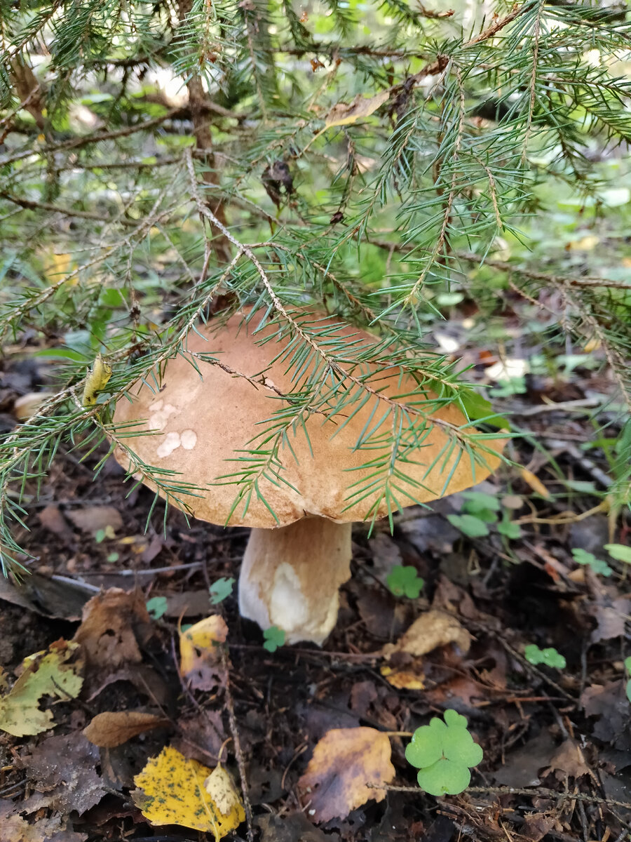 Красивый беленький