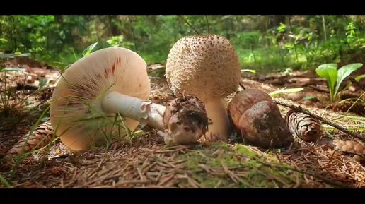 Amanita rubescens - конкурс 