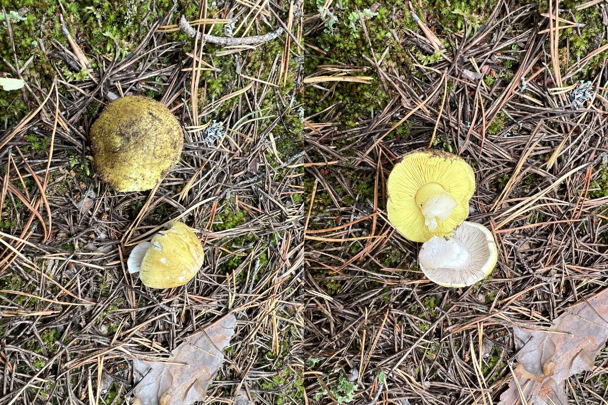 California Fungi: Tricholoma equestre Stuffed mushrooms, Edible mushrooms, Fungi