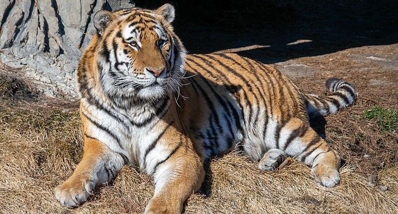 Амурский тигр Алексей в зоопарке города Детройт (США)📷
