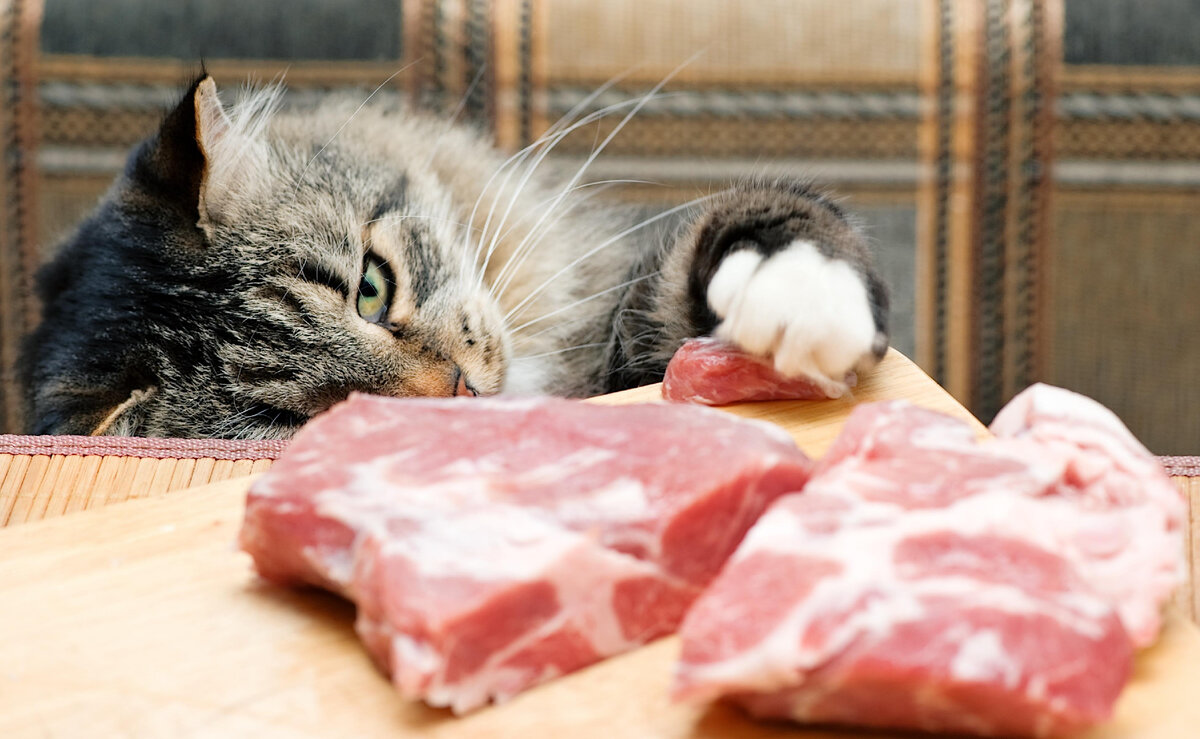 Многие владельцы кошек предпочитают натуральное питание готовым кормам. Минус этого решения в том, что можно неосознанно дать любимцу пищу, которая для него вредна.-2