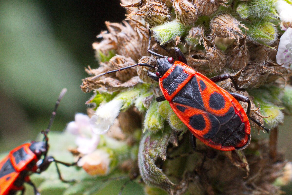 Клоп-солдатик, краснокло́п бескрылый, козачёк, или красный клоп (лат. Pyrrhocoris apterus)