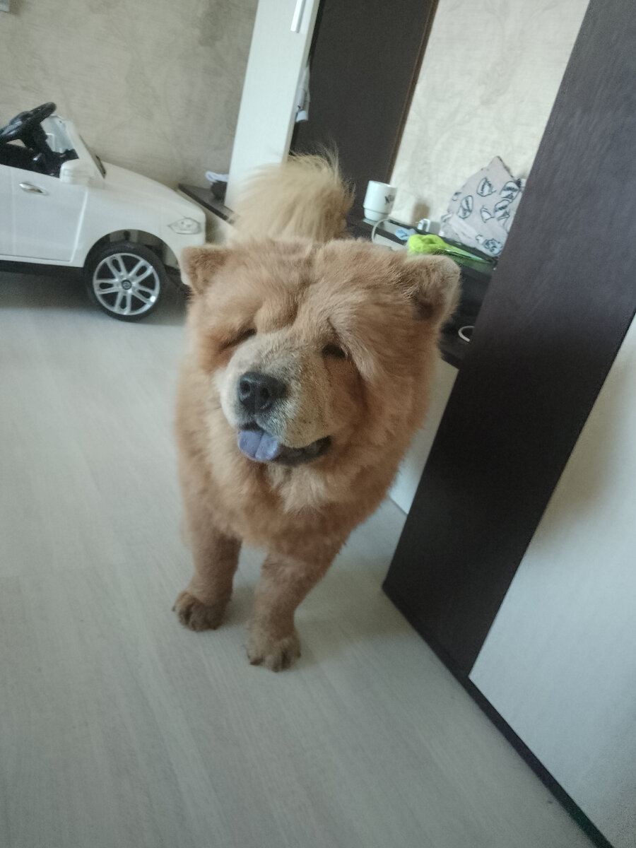 Данная собака породы Чау Чау, в квартире живёт хорошо, туалет по расписанию, где живёт там не гадит, культурная собака, детей любят, если хотите завести для себя, то она, как плюшевая игрушка, но вдруг как охранник, он не сойдёт, боится всего и всех, но свою территорию охраняет, но не так как хотелось бы.