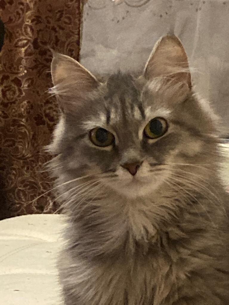 Эй, человече! Ты меня слышишь вообще? Я говорю убери иди...фото из личного архива