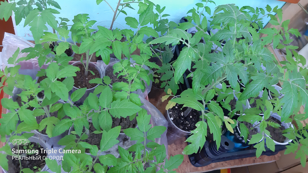 Рассада томатов. Фото автора.