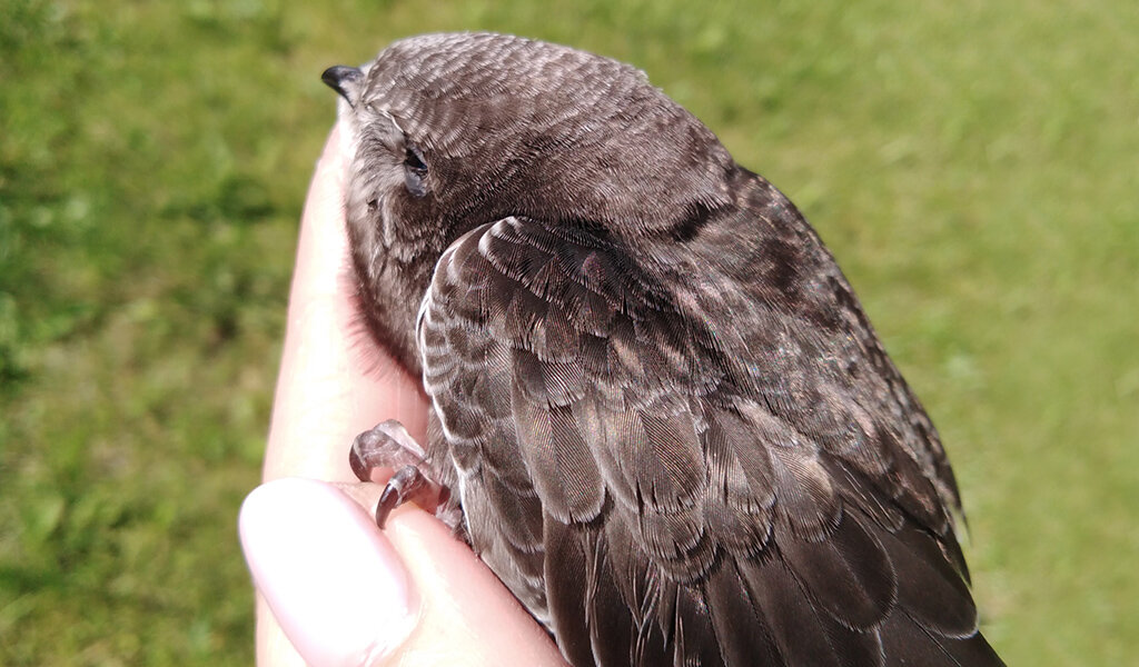 Вот такой малыш у меня поселился