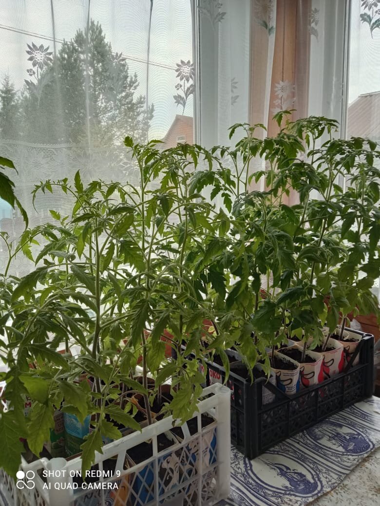 10 мая 2021 года моя рассада томатов.