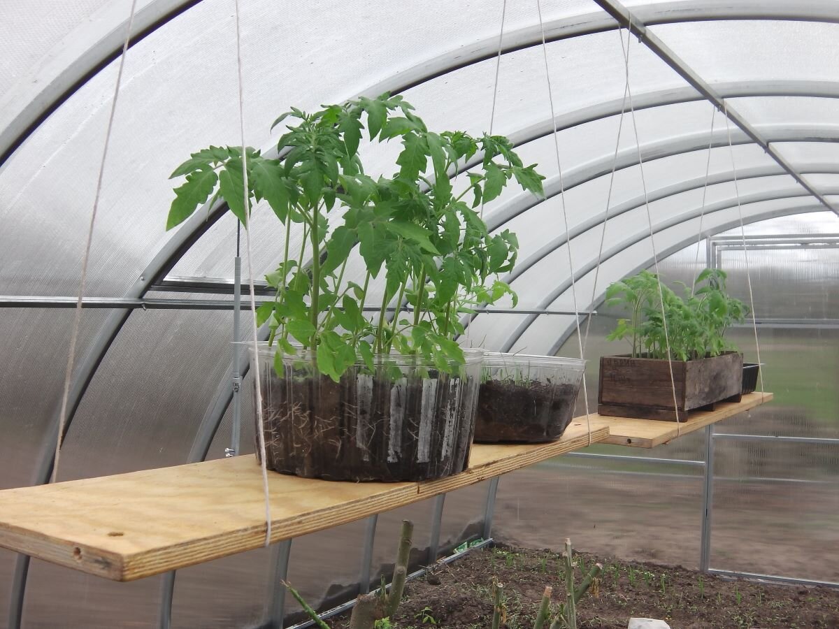 Висячие полочки в теплице. Фото автора 