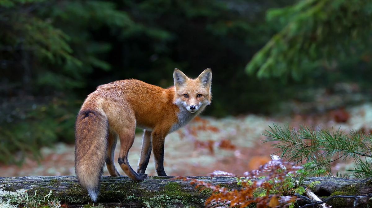 Яндекс коллекции